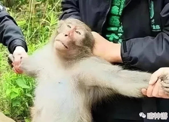 男生和女生生猴子：性别对生育习惯的影响以及猴子繁殖行为的生物学基础解析