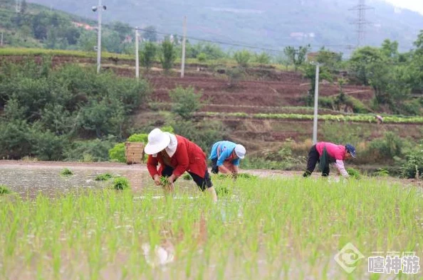 夫妻之间三十中插秧方法＂引发热议，竟让农田产量提高一倍，背后的秘密让人震惊！