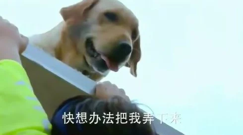 张警犬9分10秒头撞玻璃，惊险瞬间引发全场关注，忠犬无畏勇闯险境令人震撼！