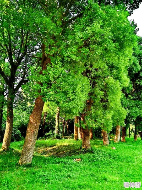 南方佳木葱茏成荫四季常青风景如画